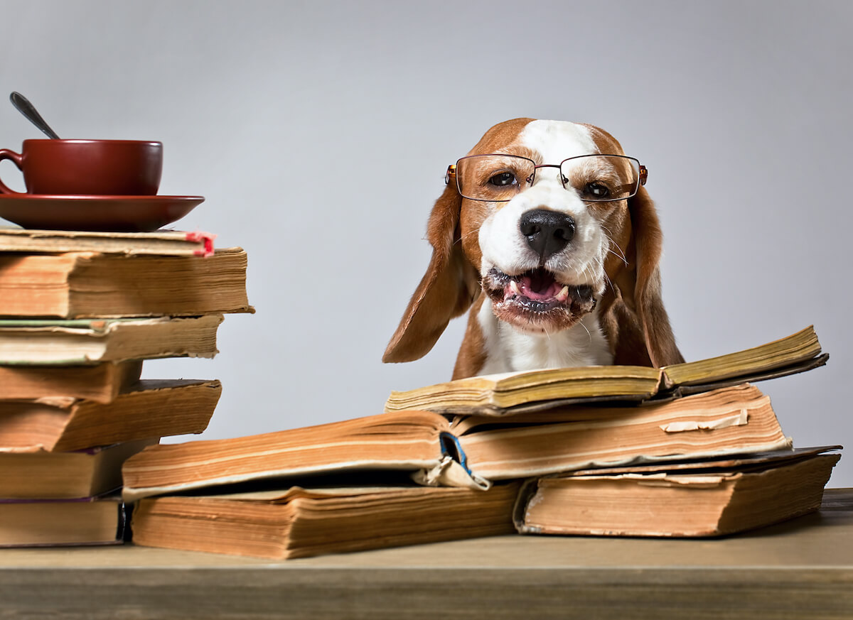 Un chien entouré de livres anciens