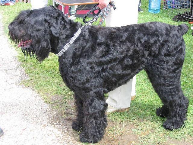 Le Terrier Noir Russe, un grand chien