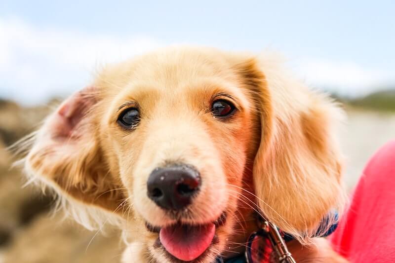 Un chien heureux qui sourit
