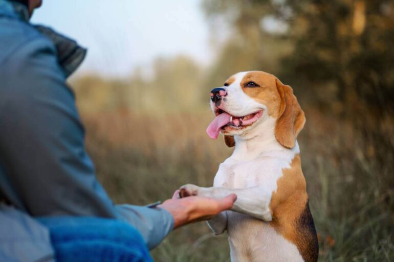 Comment devenir éducateur canin