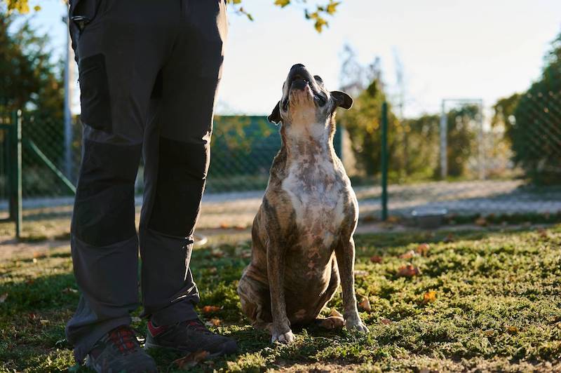 formation dressage de chien