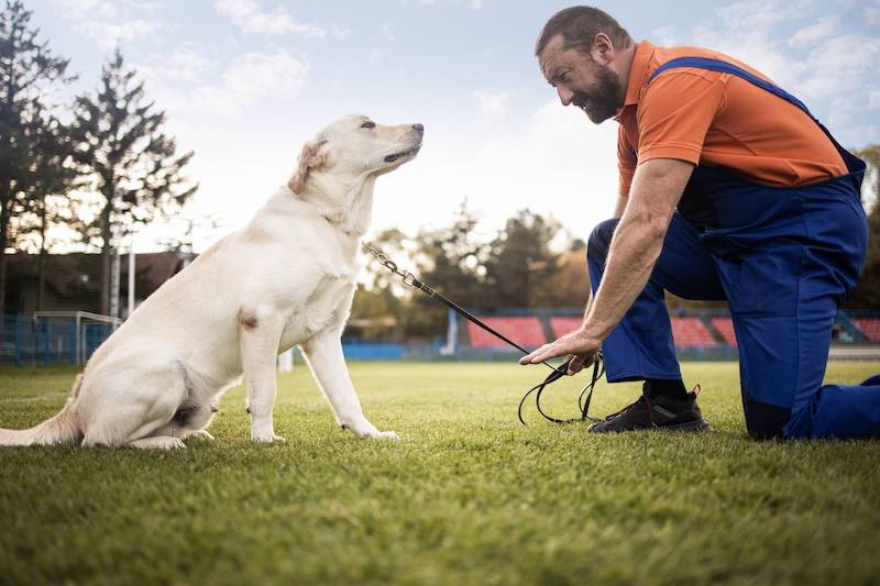 éducation canine