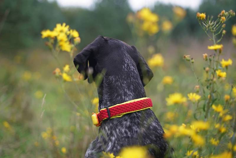 autonomie collier gps chien