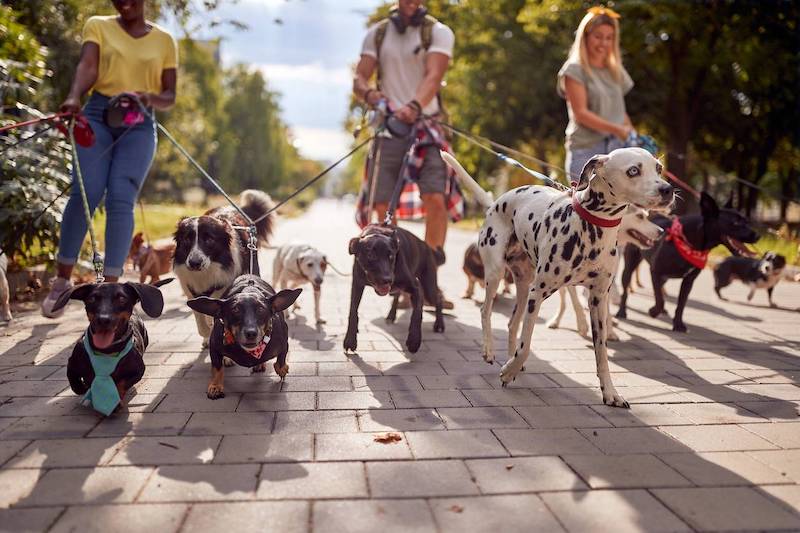 promenade de chien en groupe, application mobile promenades pour chiens