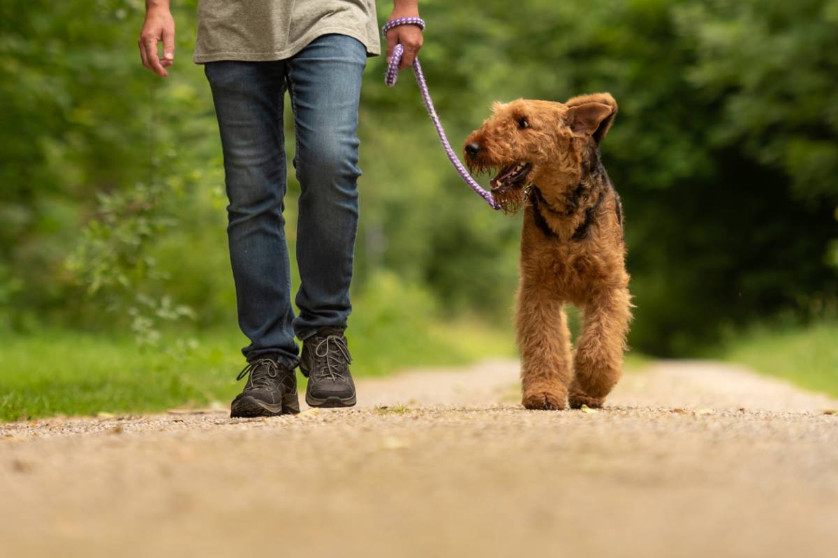 Comment trouver les meilleures balades avec son chien ?