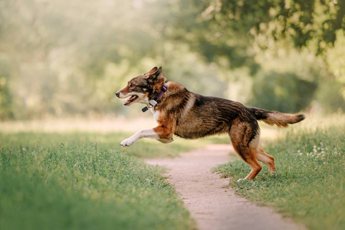 Comment choisir collier GPS pour chien