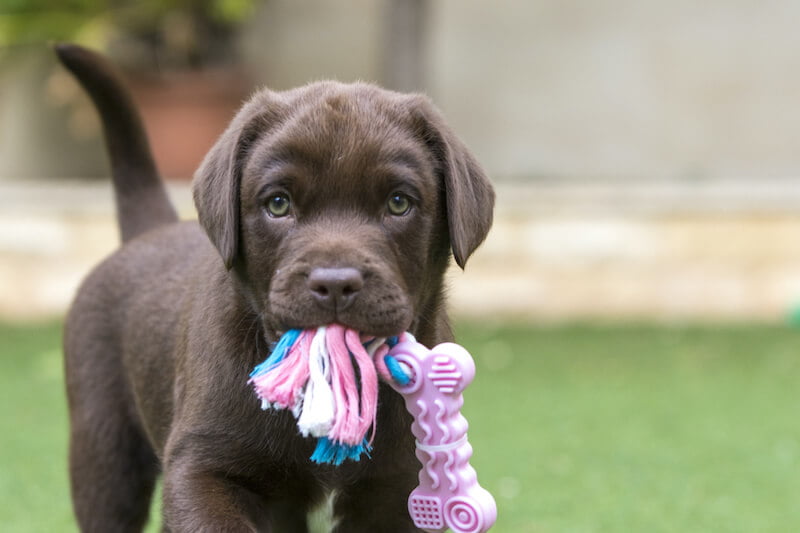 chiot à adopter