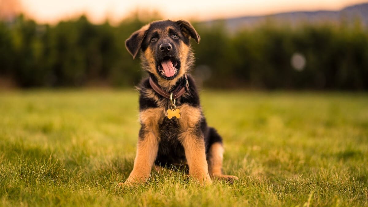 Golden Retriever allongé