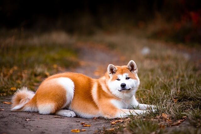 Un Akita Inu allongé