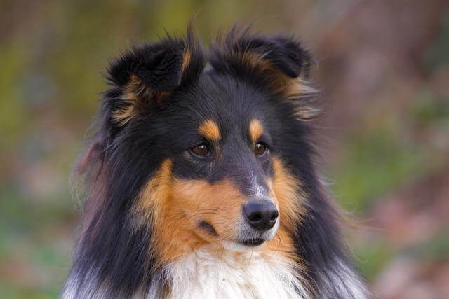 Berger des Shetland top chien de berger