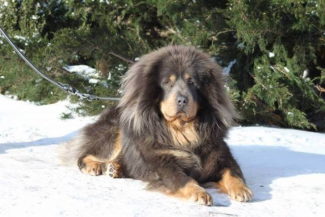 Un Dogue du Tibet allongé dans la neige