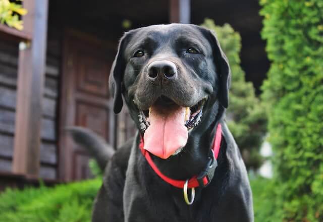 Labrador Retriever chien de police