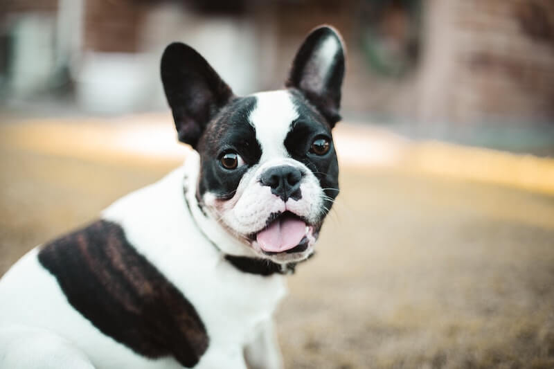 Un Bouledogue Français assis de profil