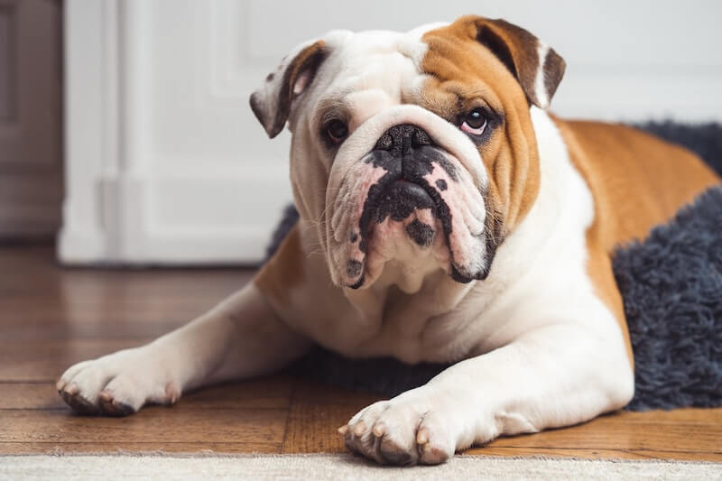 Un Bulldog Anglais allongé sur du parquet