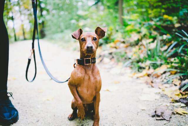 Pinscher nain