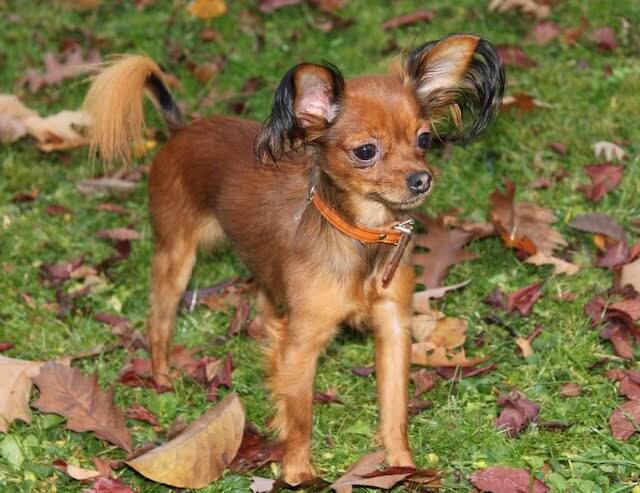 Russkiy Toy ou Petit Chien Russe