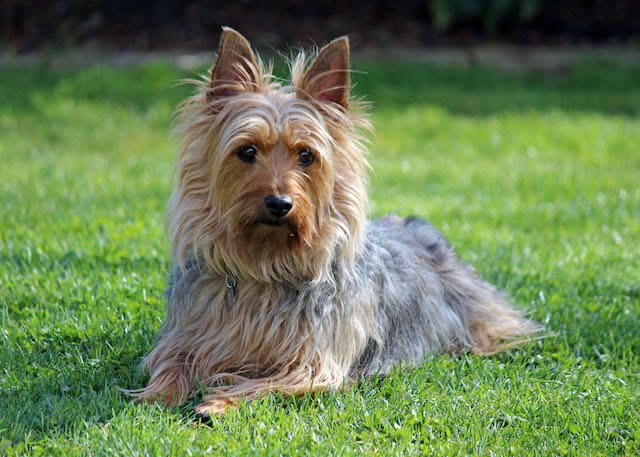 Silky Terrier