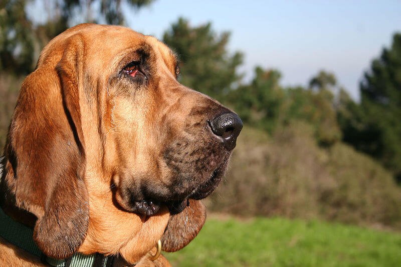 Un Chien de Saint-Hubert de profil