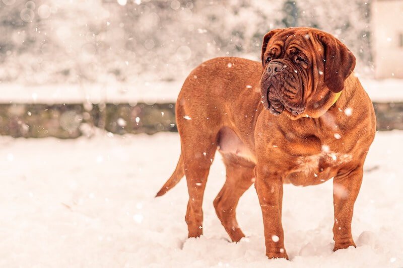 Un Dogue de Bordeaux dans la neige