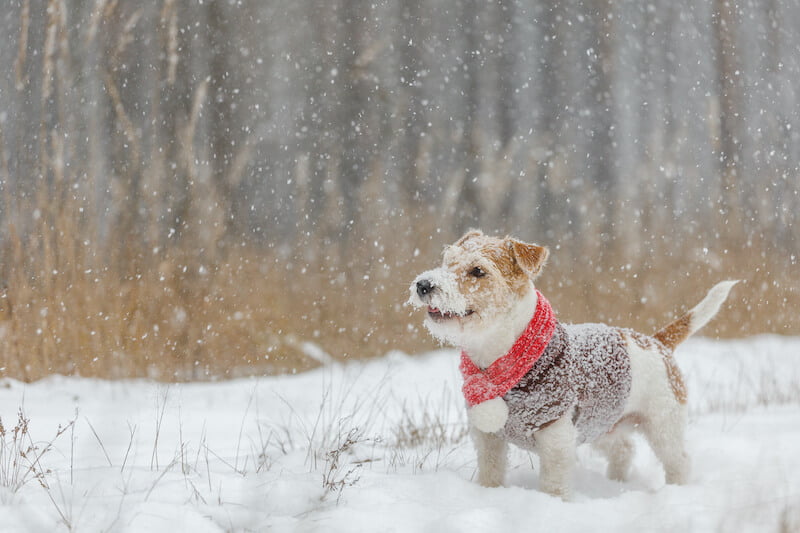 santé chien hiver