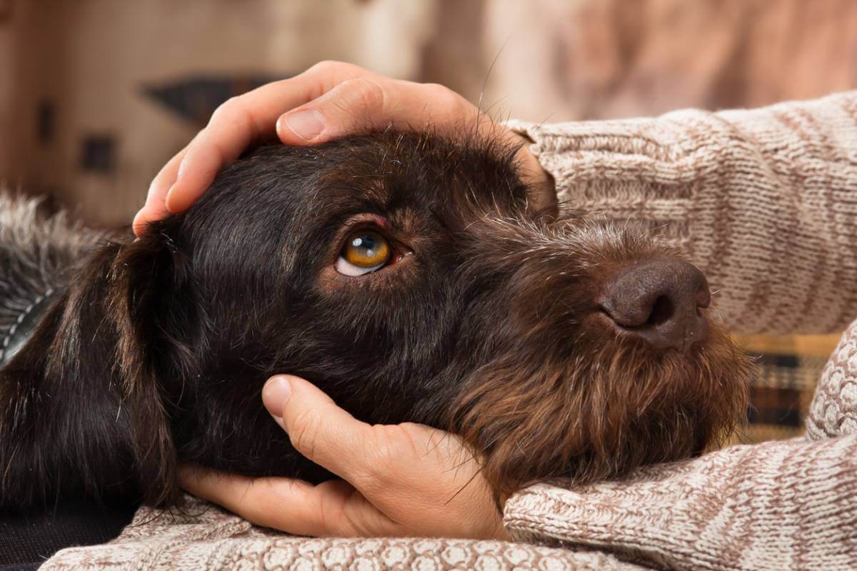 La santé du chien en hiver