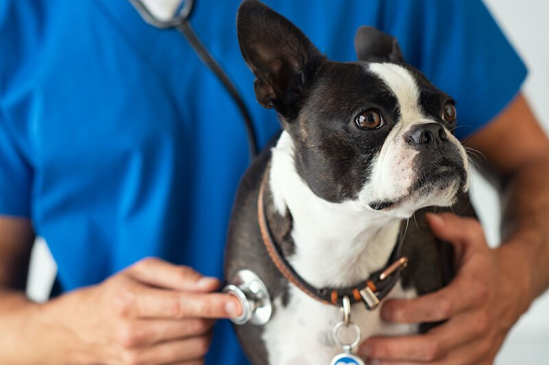 assurance santé chien