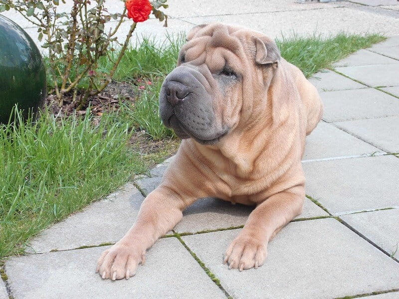 Un Shar-pei couché sur des dalles