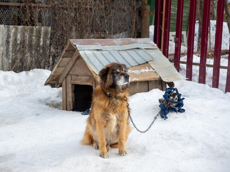 niche extérieur chien hiver