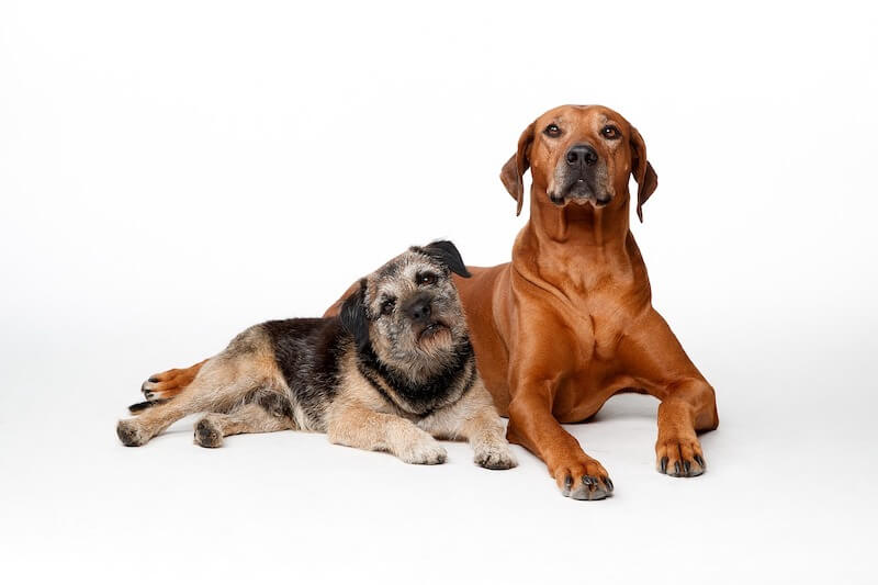 2 chiens allongés côte à côte
