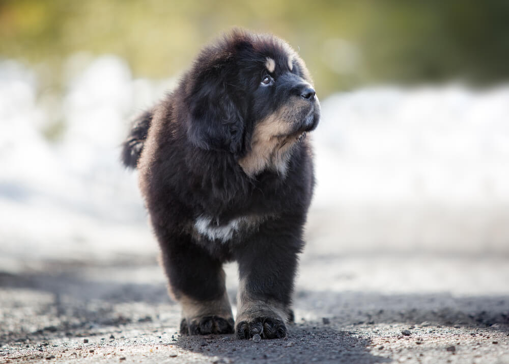 Un chiot dogue tibétain qui marche