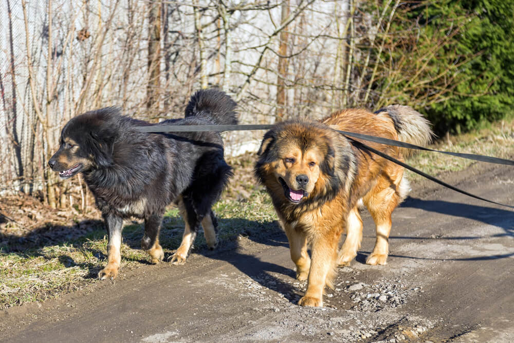 Deux Do Khyi qui se promènent tenus en longe