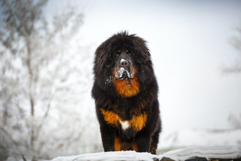 Un Dogue du Tibet dans la neige