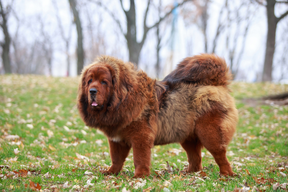 Un Dogue tibétain marron dans un parc