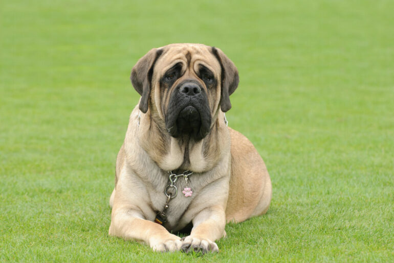 Un Mastiff allongé dans l'herbe