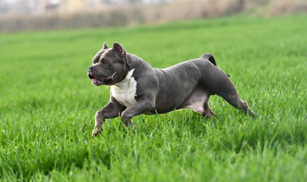 Un American Bully qui court