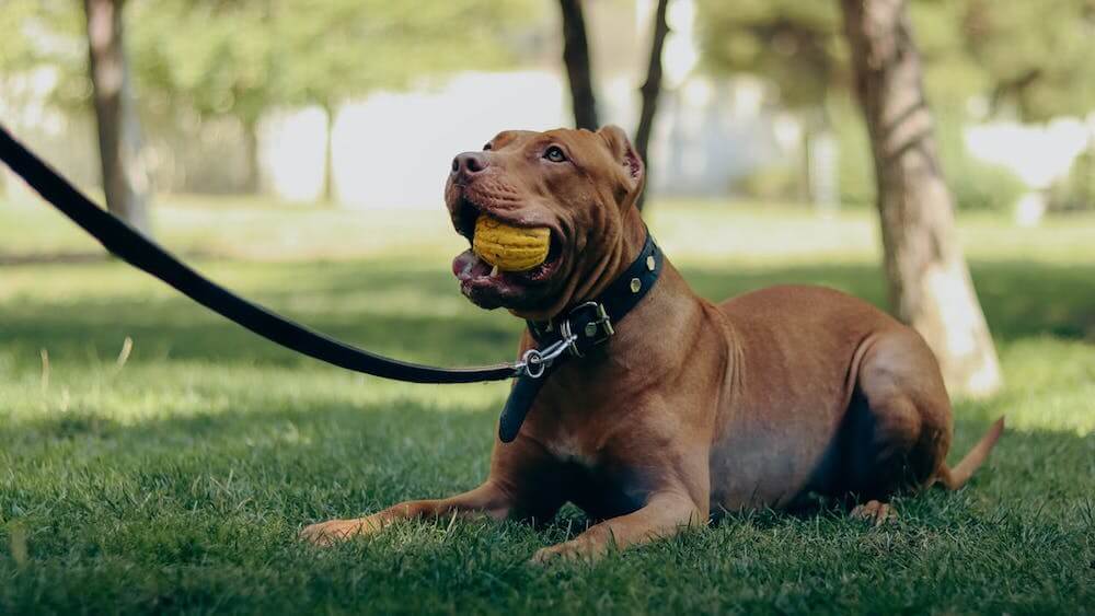 American Pit Bull Terrier allongé dans l'herbe