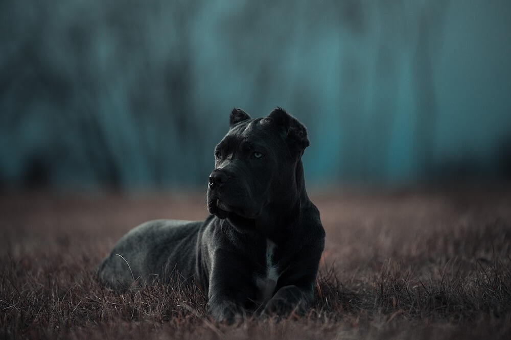 Bandog allongé dans une prairie