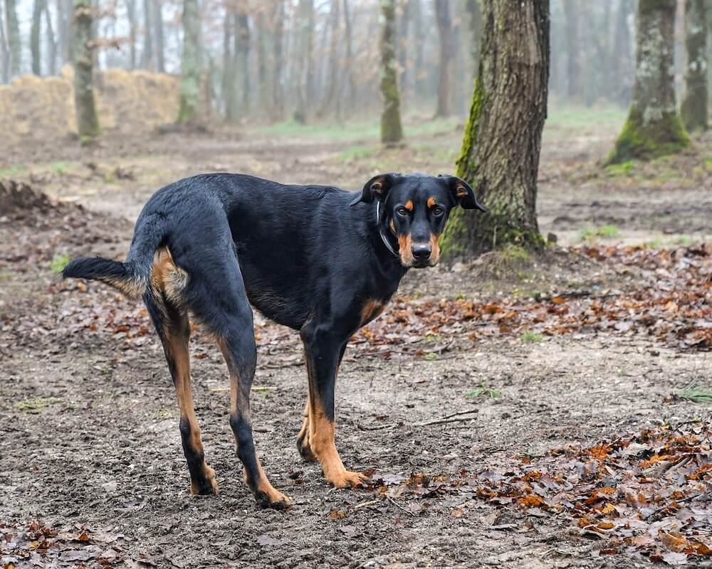 Un Beauceron dans la forêt