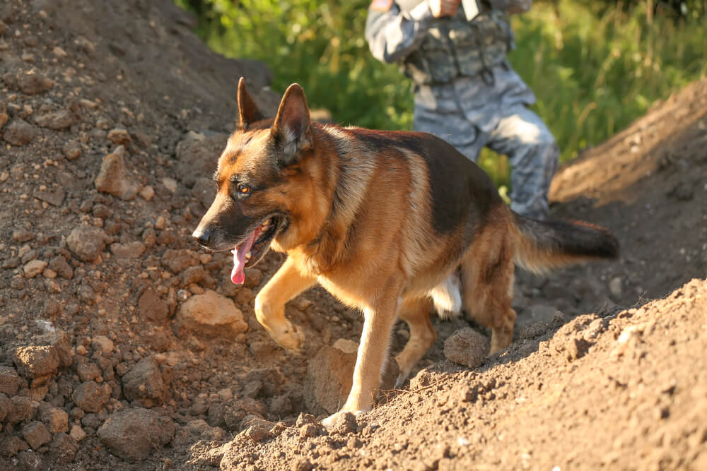 Un Berger Allemand avec un soldat en extérieur