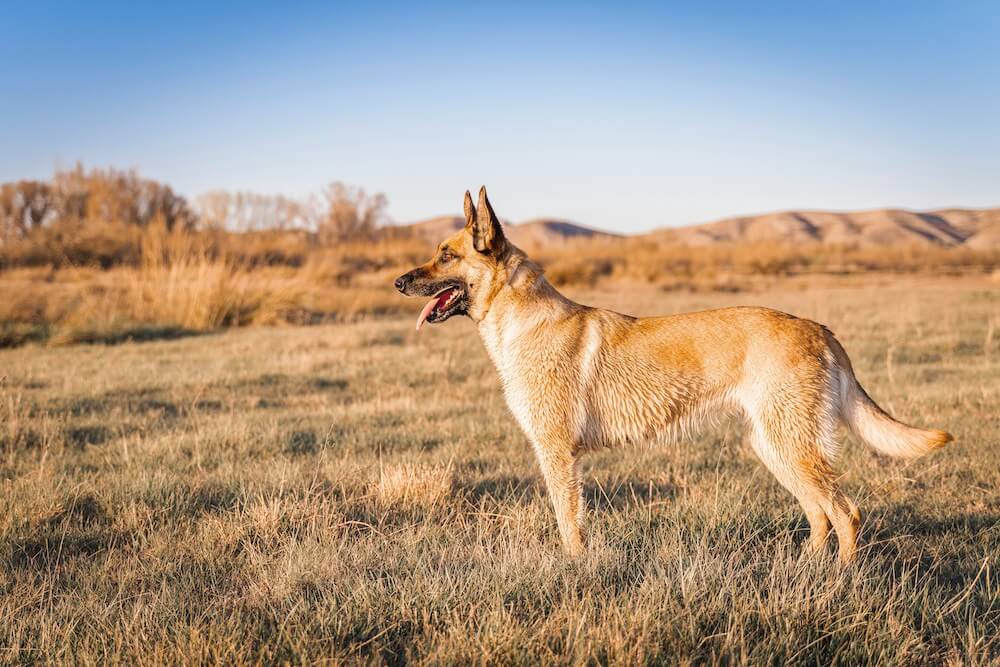 Berger Belge Malinois