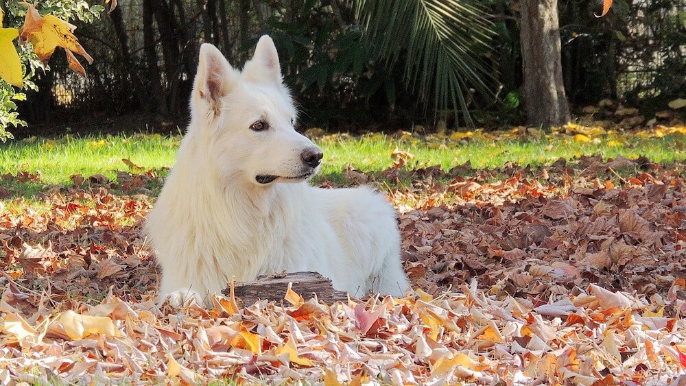 Berger Blanc Suisse couché dans des feuilles en automne