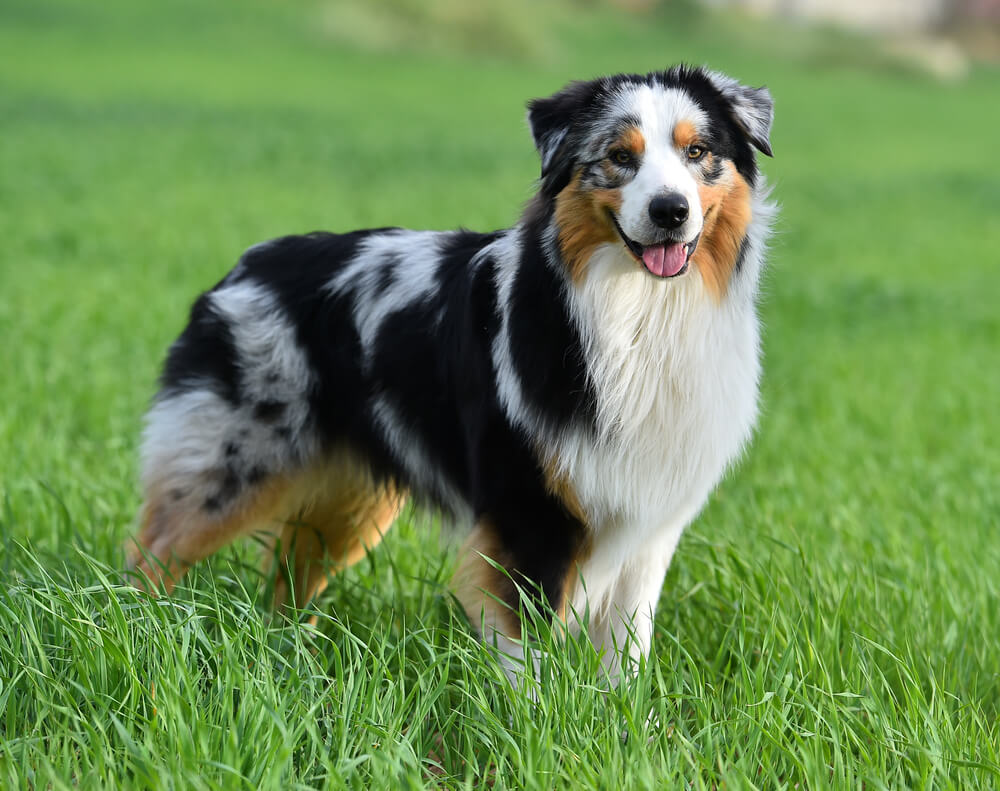 Un Aussie debout dans l'herbe