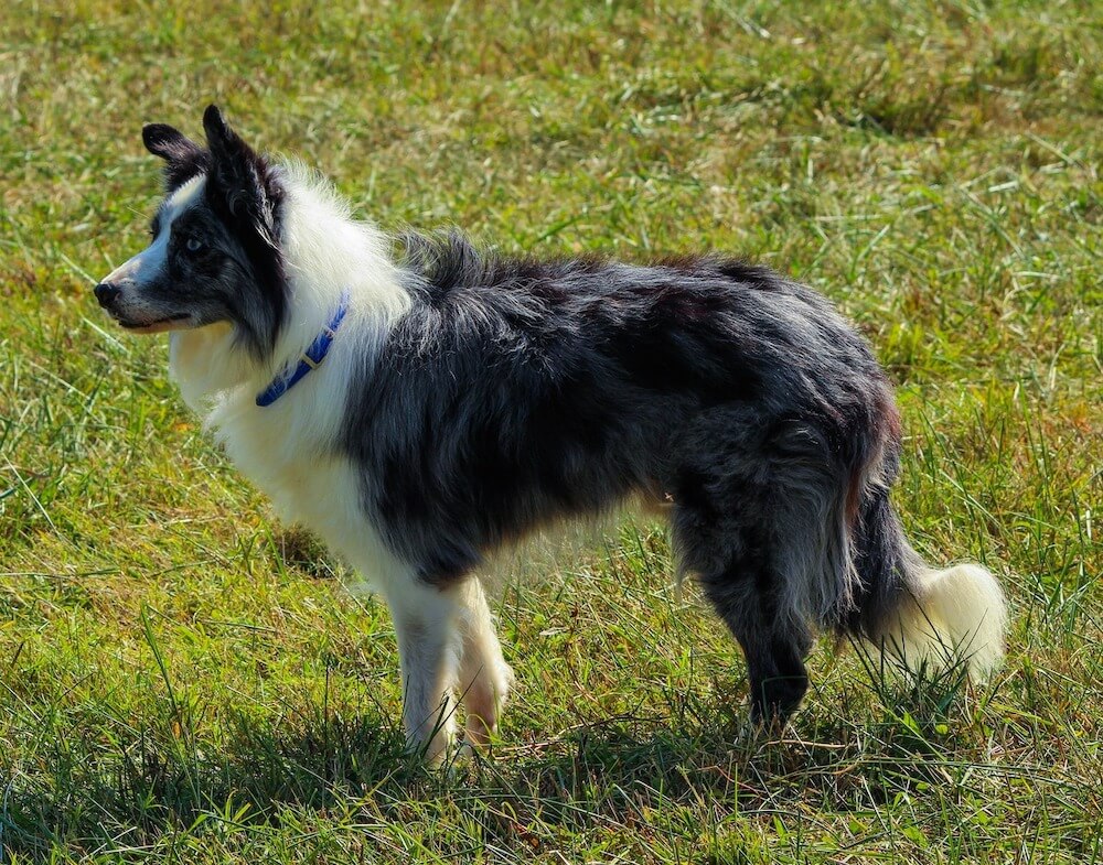 Border Collie au travail