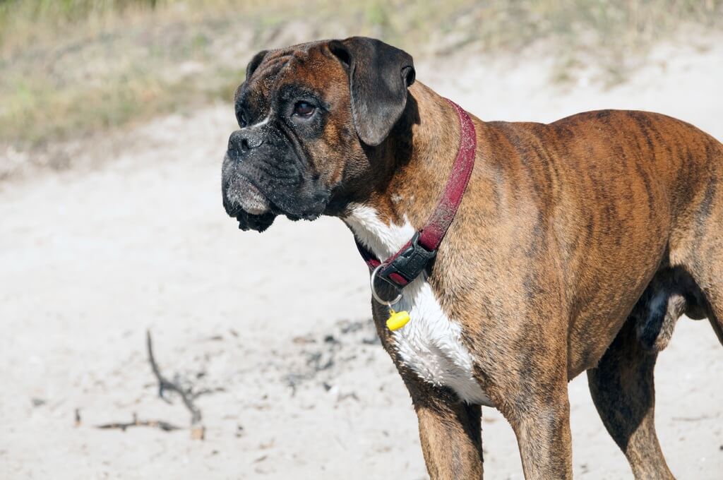 Un chien Boxer à la plage