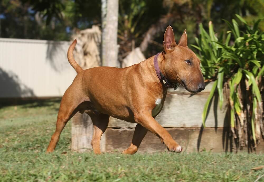 Bull Terrier marron qui marche