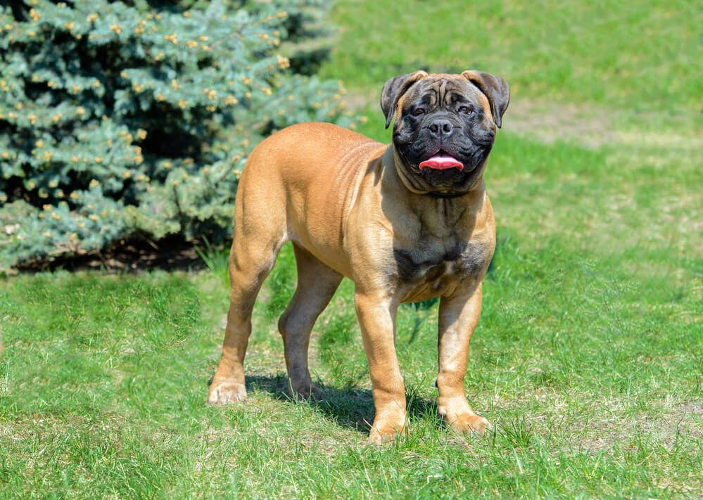 Bullmastiff debout dans l'herbe