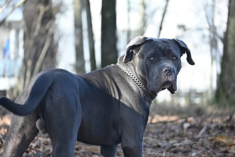 Chien musclé : 15 races bodybuildées (du Staffie au Tosa Inu)