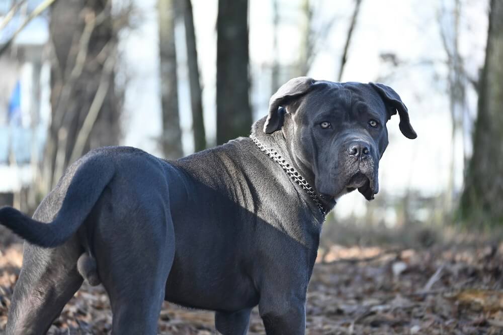 Cane Corso noir