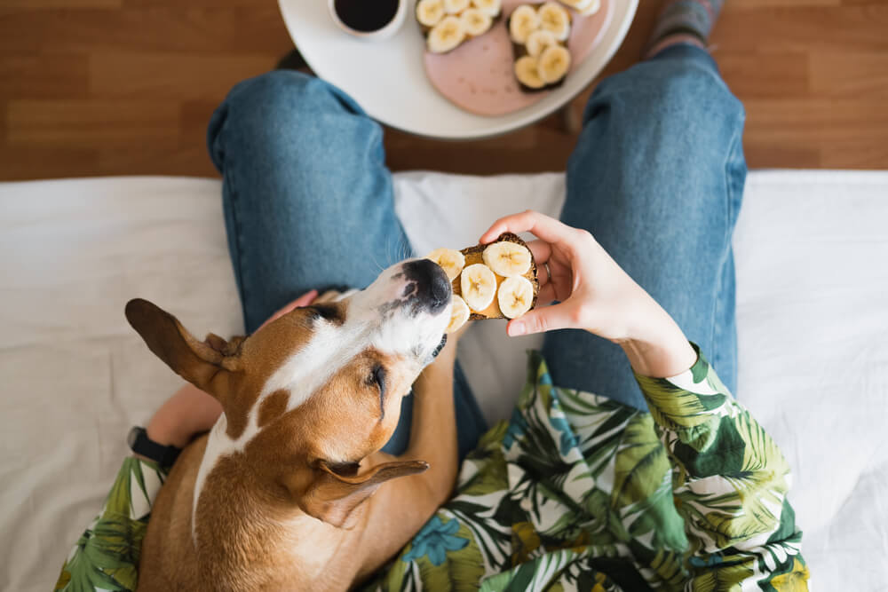 Un chien qui prend le petit déjeuner avec sa maîtresse