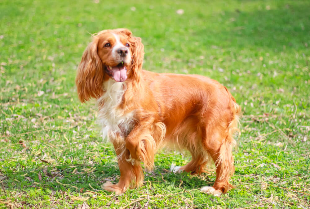 Un Cocker Spaniel Anglais qui lève la patte